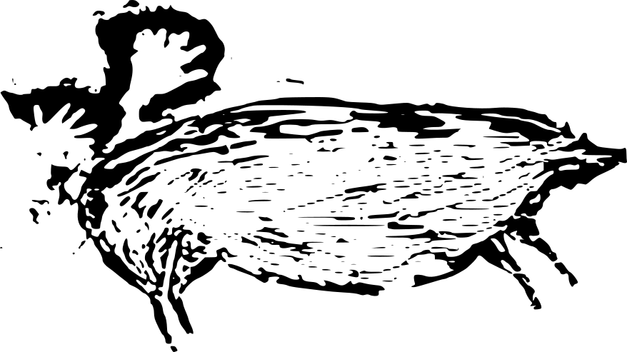 Cave painting of the Warty Pig in Indonesia